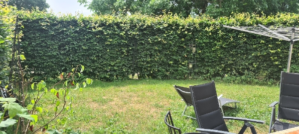 Hedge trimmed, both sides and tops taken back 25cm